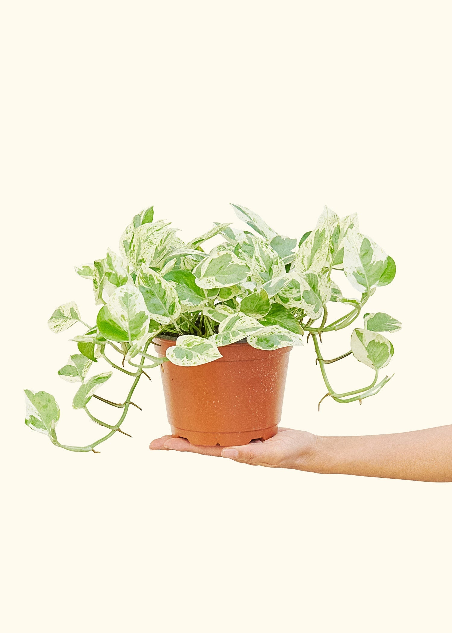 Pothos Pearls and Jade in a 6 inches grow pot