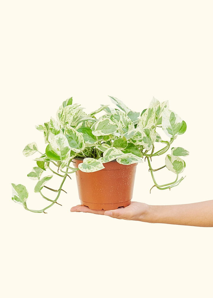 Pothos Pearls and Jade in a 6 inches grow pot