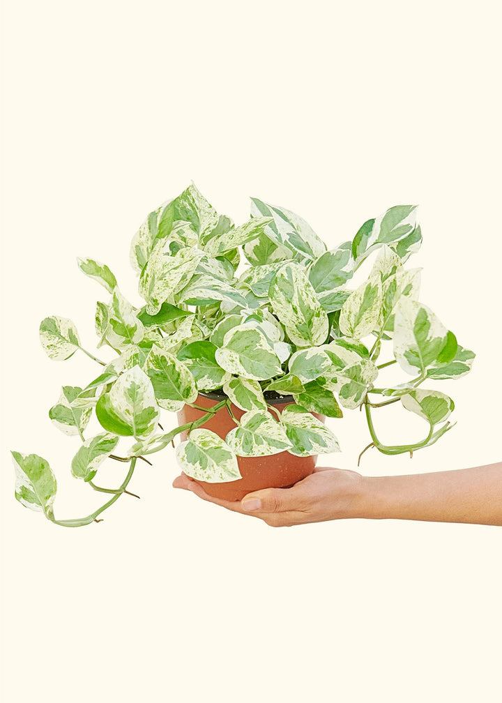 Pothos Pearls and Jade in a 6 inches grow pot