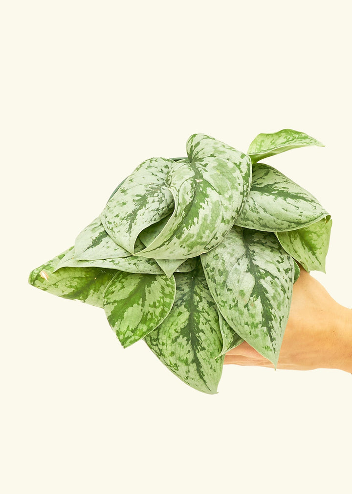 Silver Pothos Exotica in a 6 inches grow pot