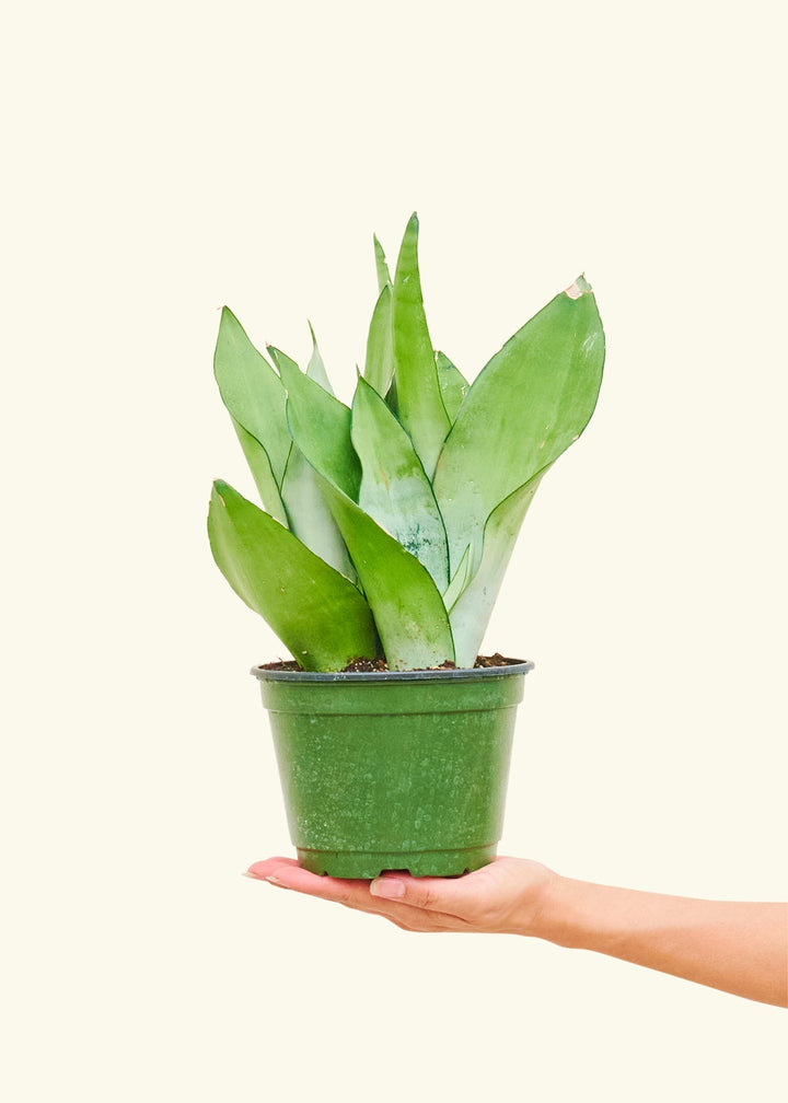 Moonshine Snake Plant in a 6 inches grow pot