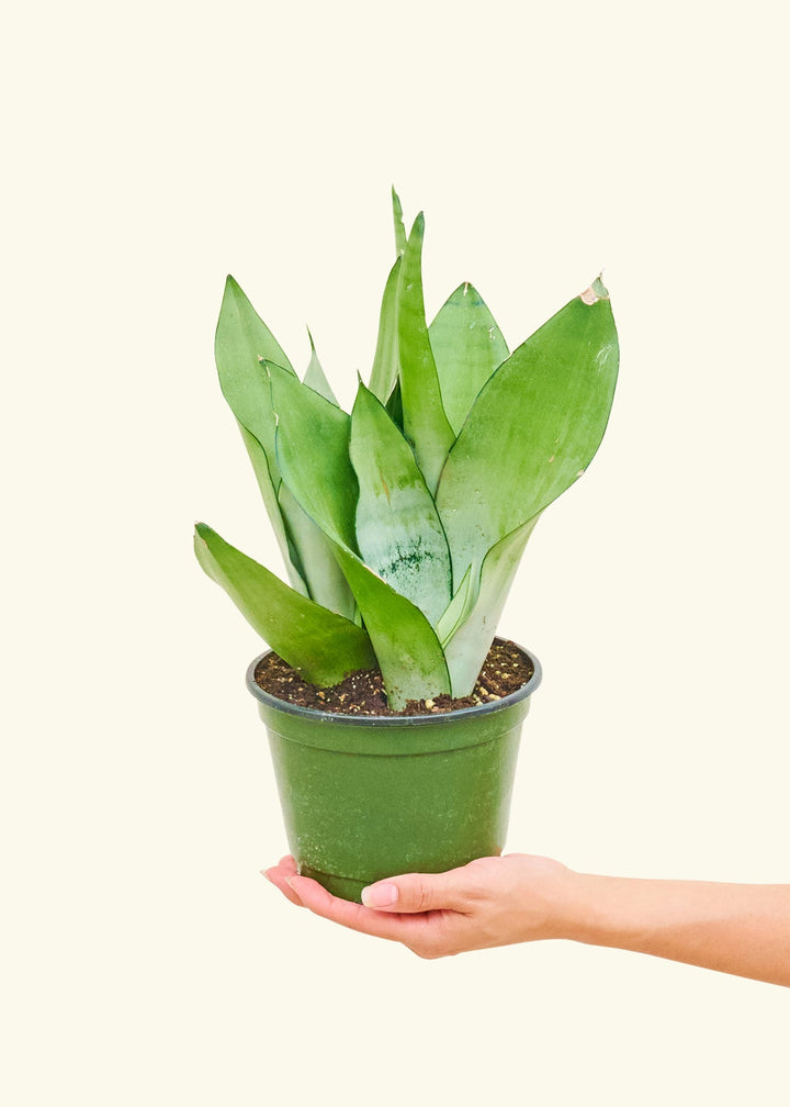Moonshine Snake Plant in a 6 inches grow pot