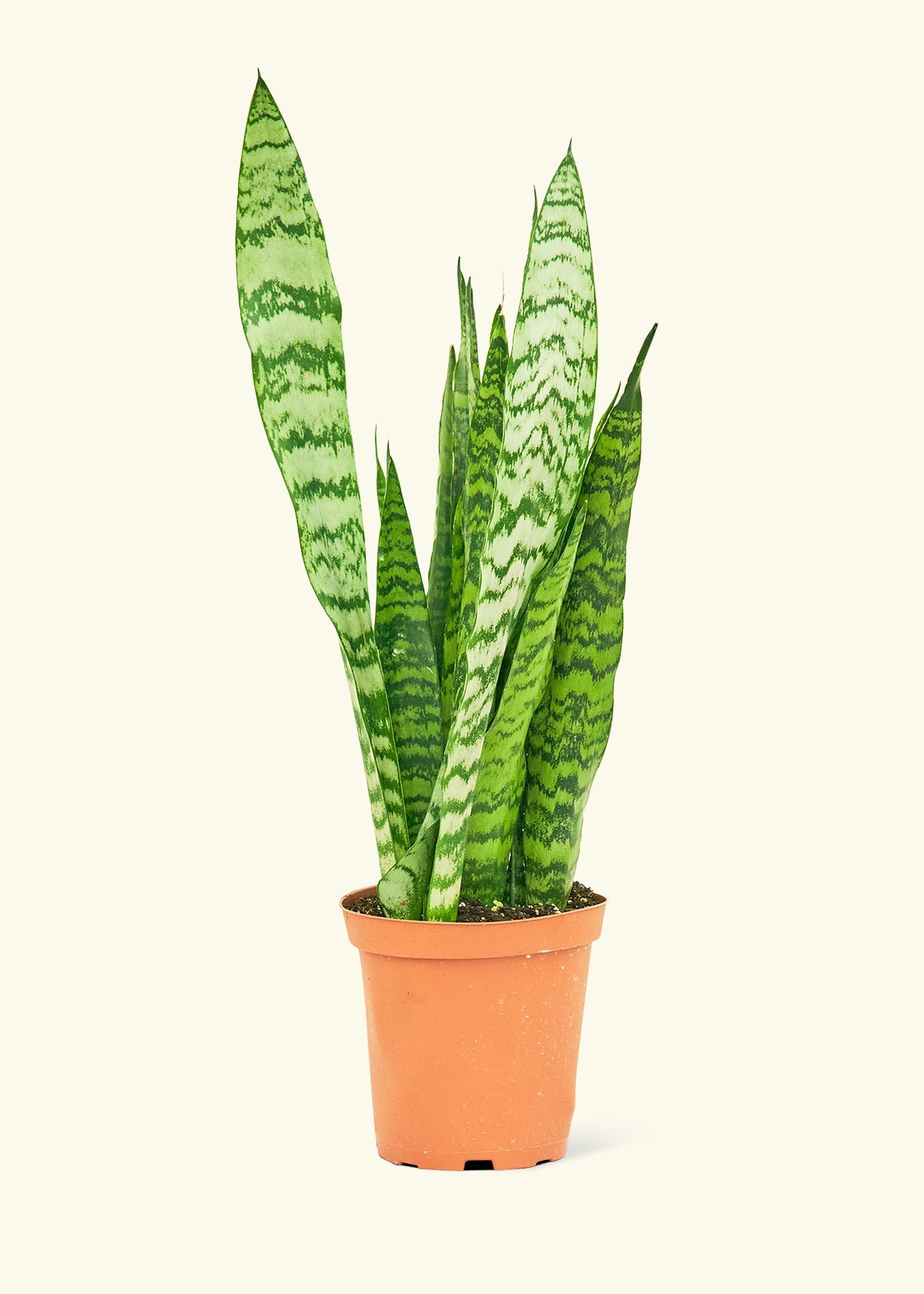 Plant Image