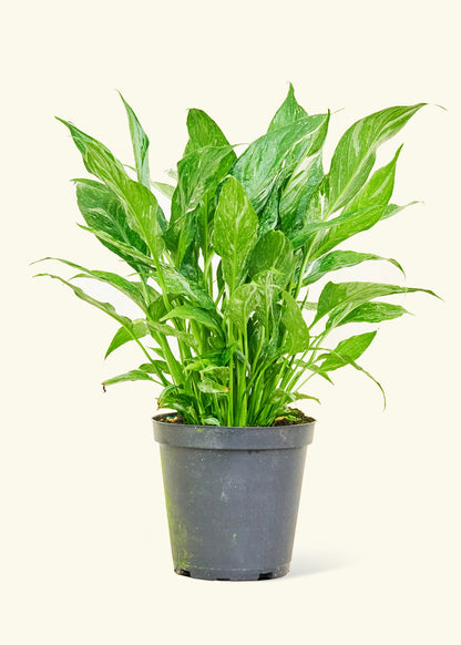 peace lily variegated price Variegated Peace Lily – Hey Rooted