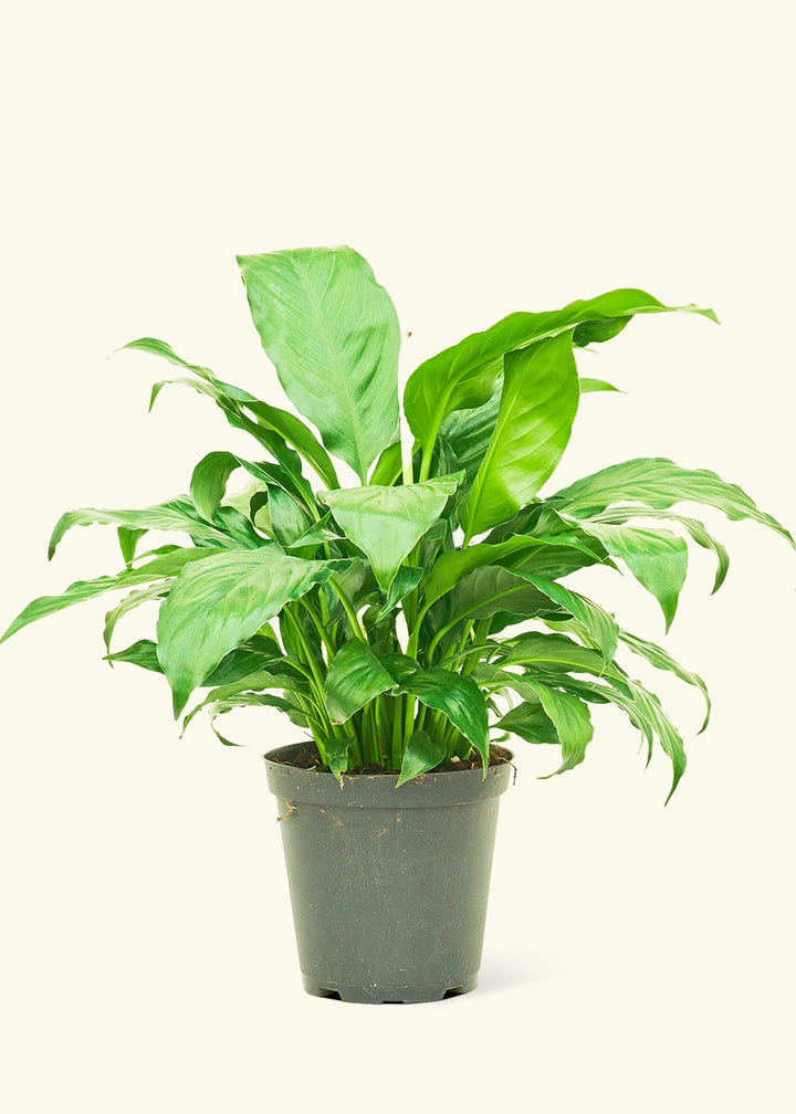 Peace Lily in a 6 inches grow pot