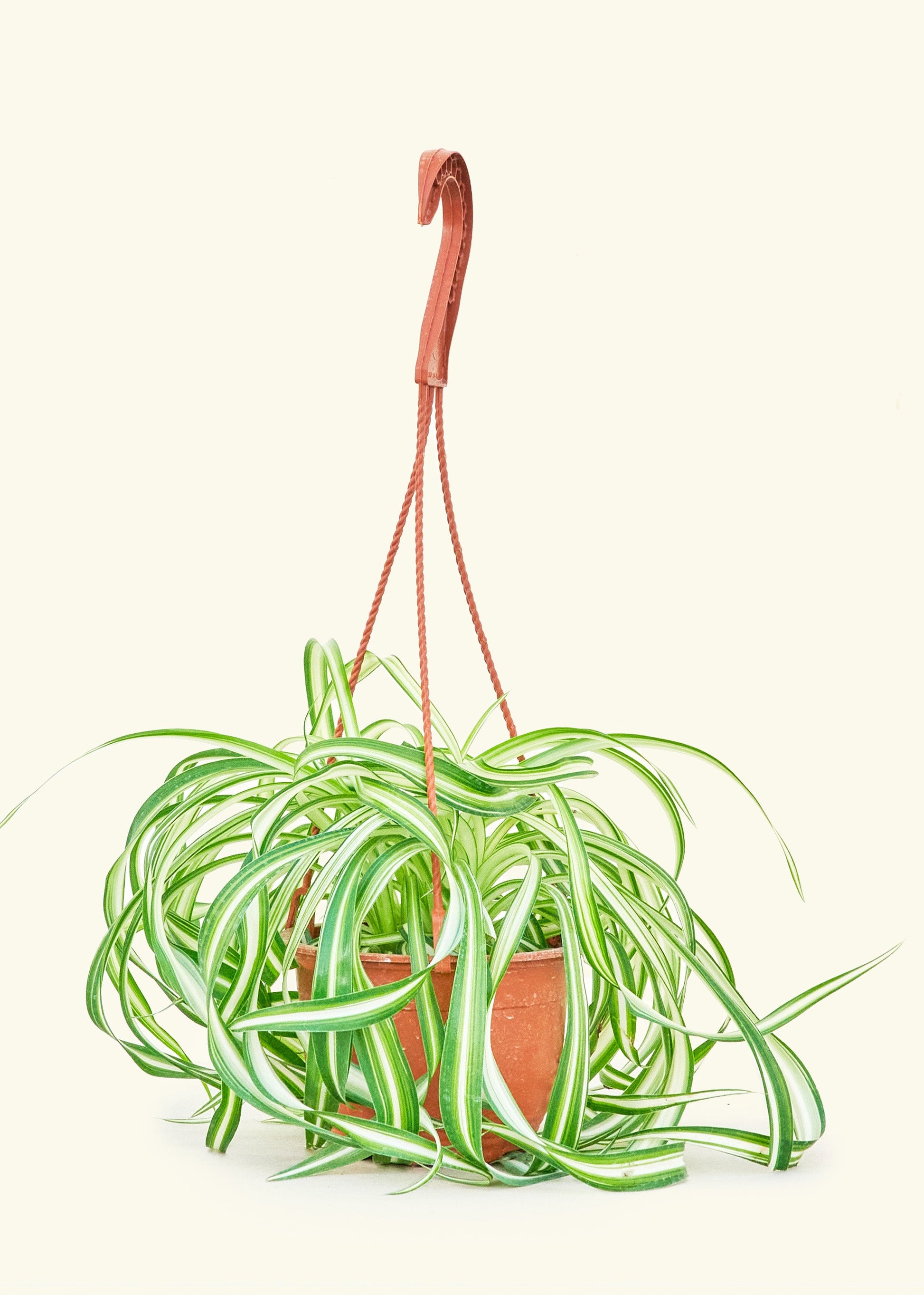 Spider Plant Bonnie in a 6 inches grow pot