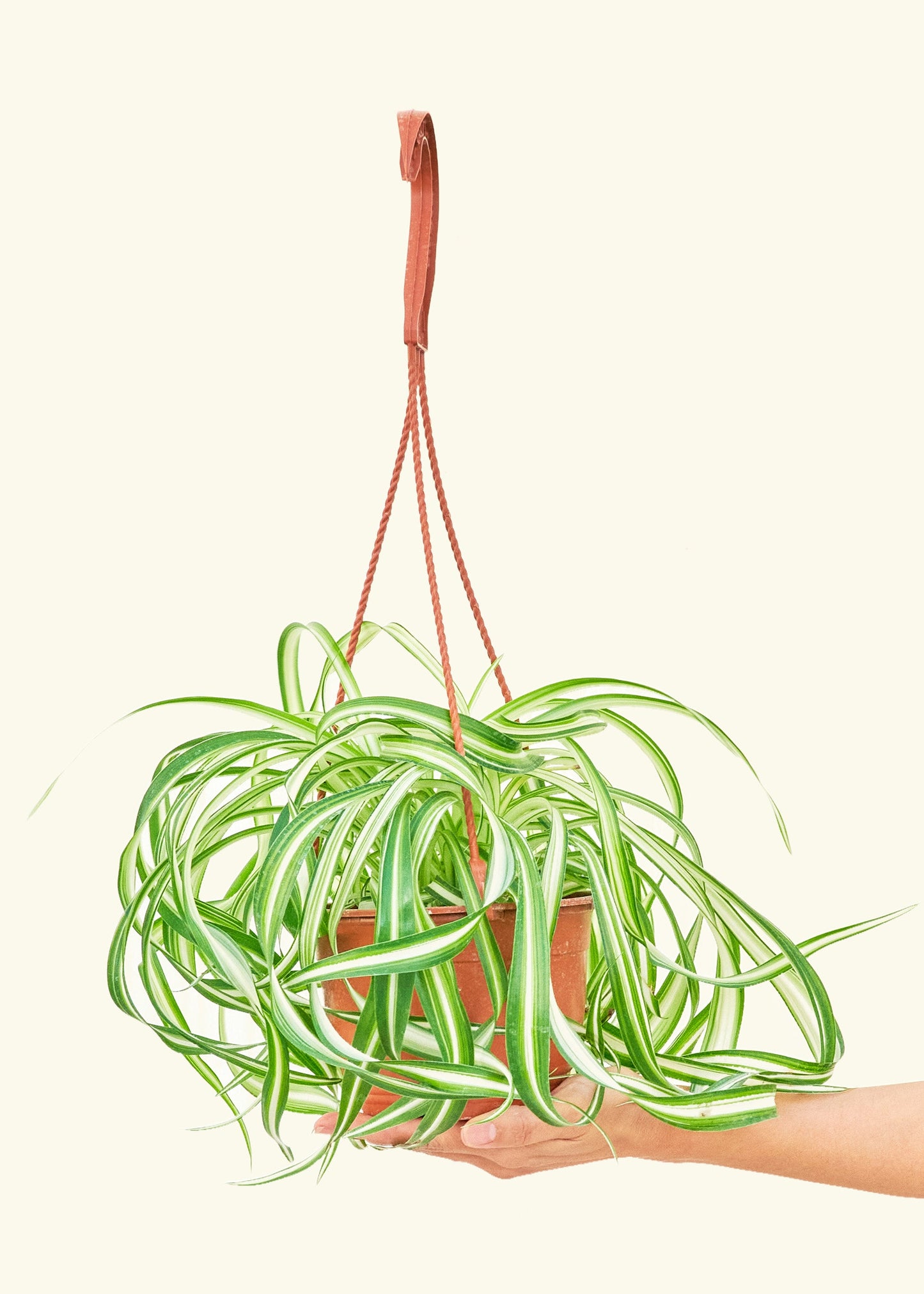 Spider Plant Bonnie in a 6 inches grow pot