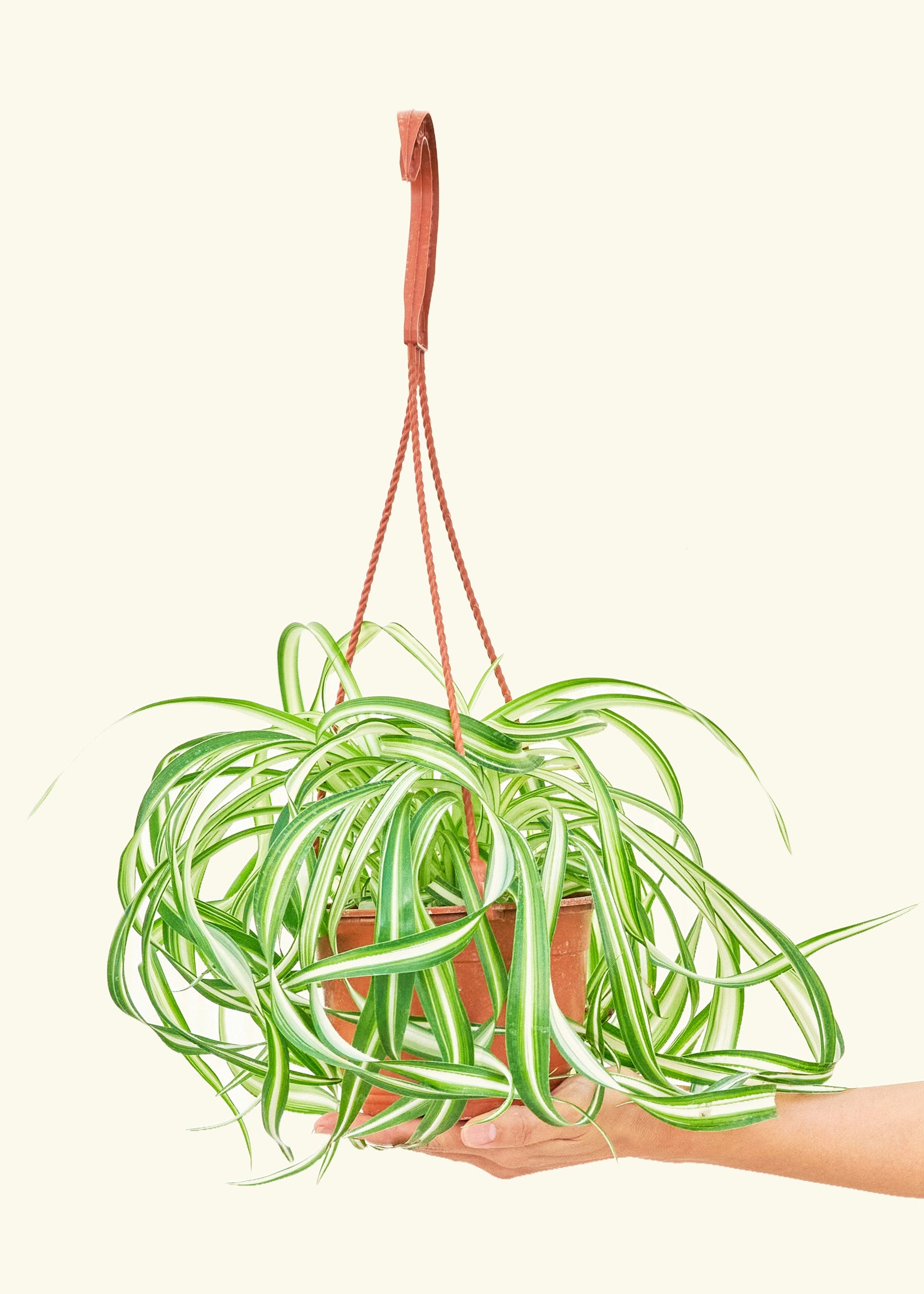 Spider Plant Bonnie in a 6 inches grow pot