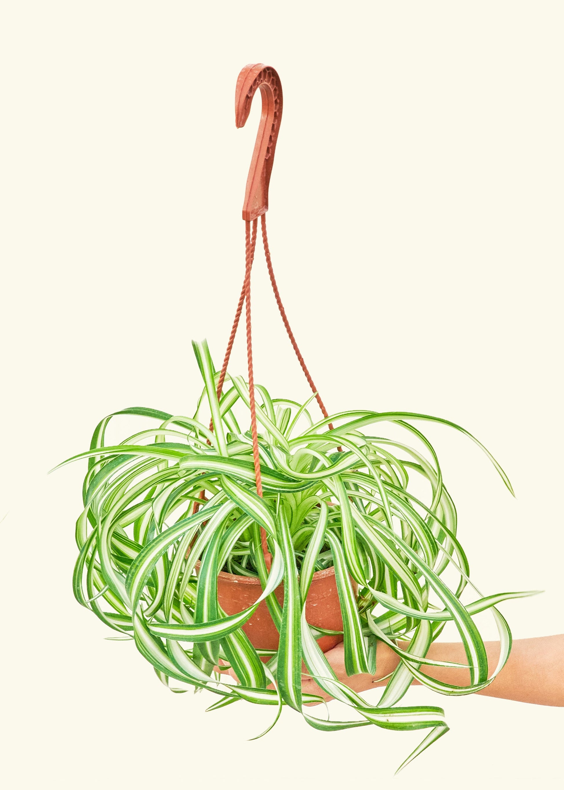 Spider Plant Bonnie in a 6 inches grow pot