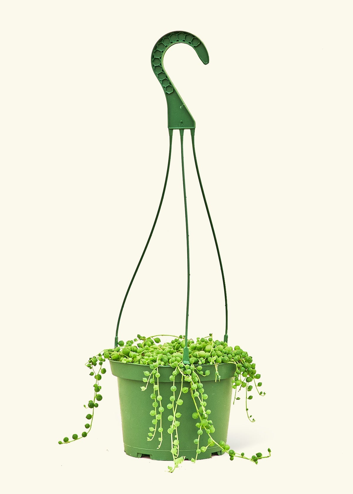 String of Pearls in a 6 inches grow pot