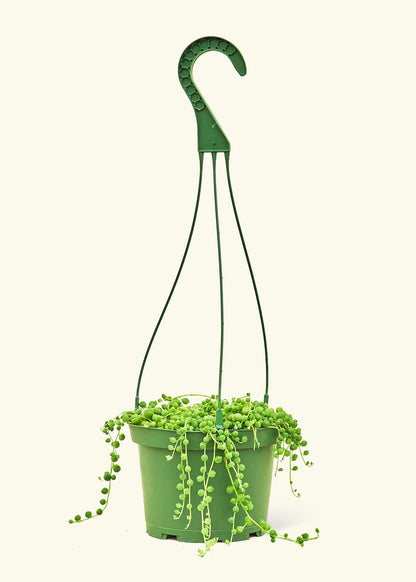 String of Pearls in a 6 inches grow pot