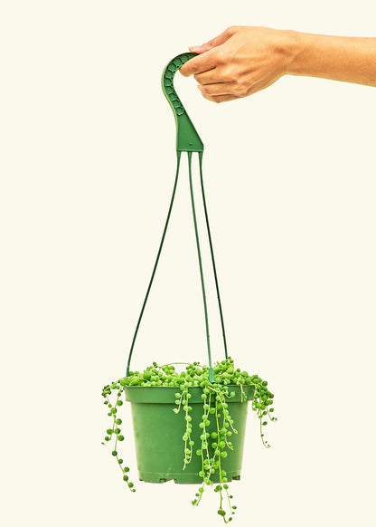 String of Pearls in a 6 inches grow pot