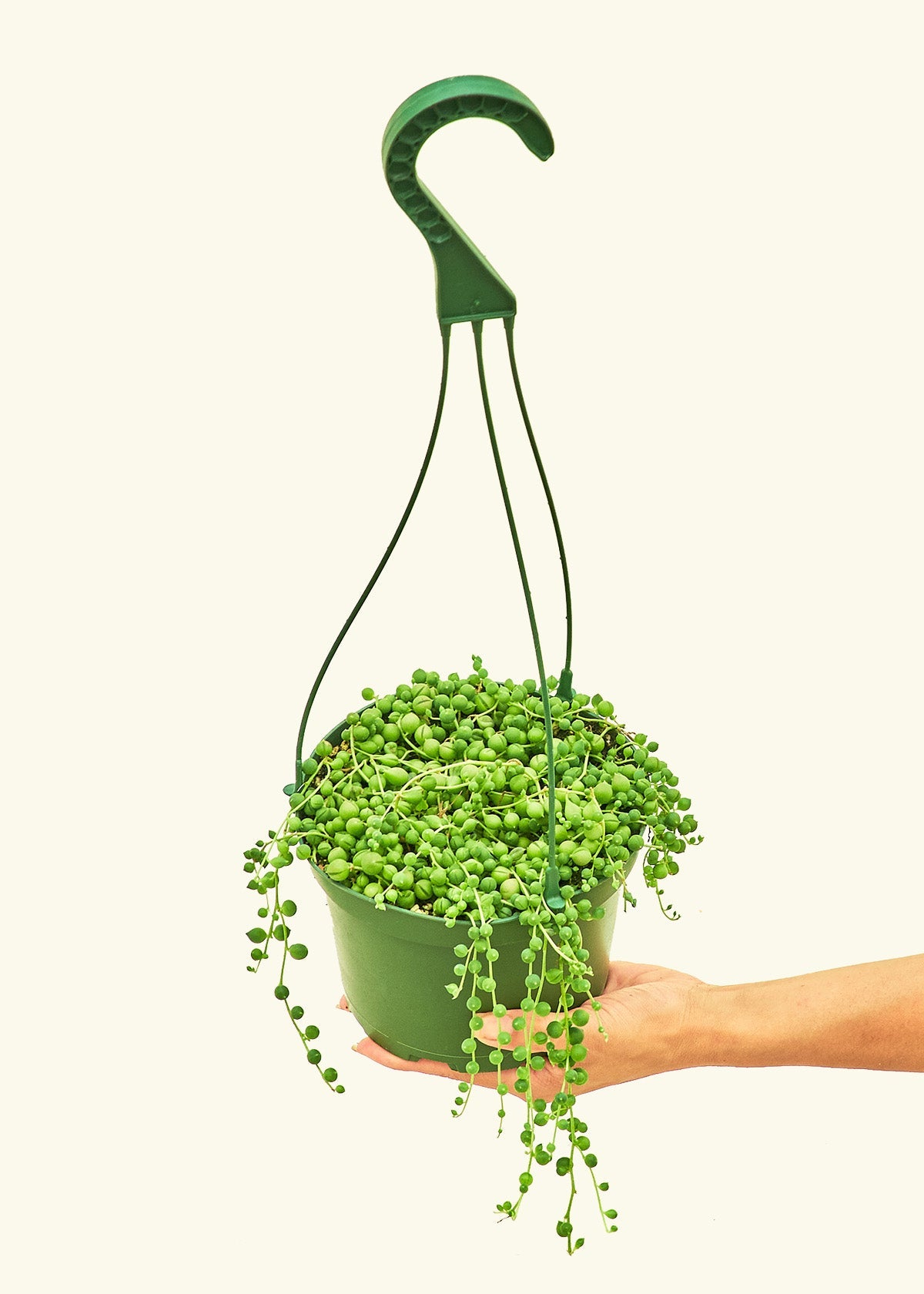 String of Pearls in a 6 inches grow pot