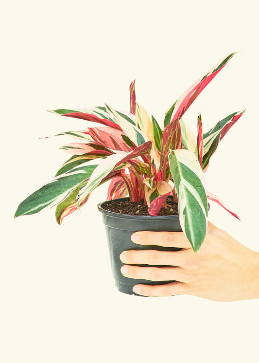 Stromanthe Triostar in a 6 inches grow pot