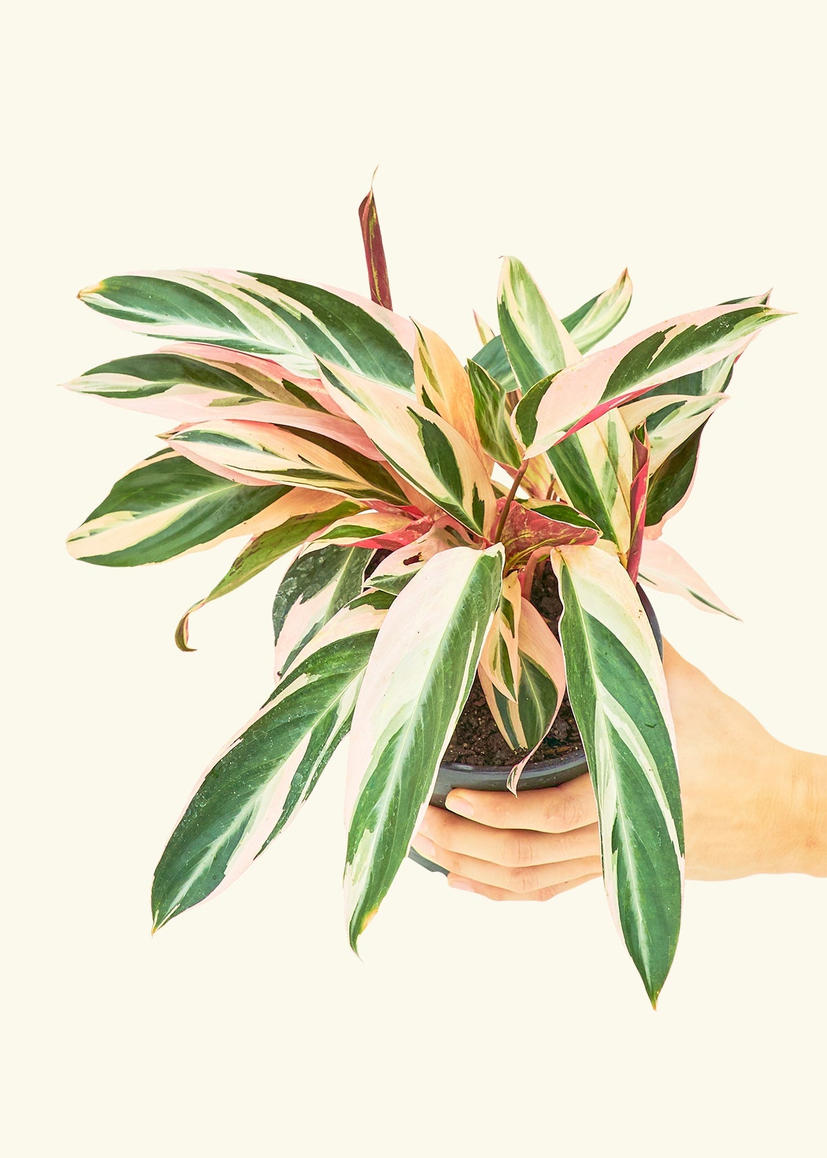 Stromanthe Triostar in a 6 inches grow pot