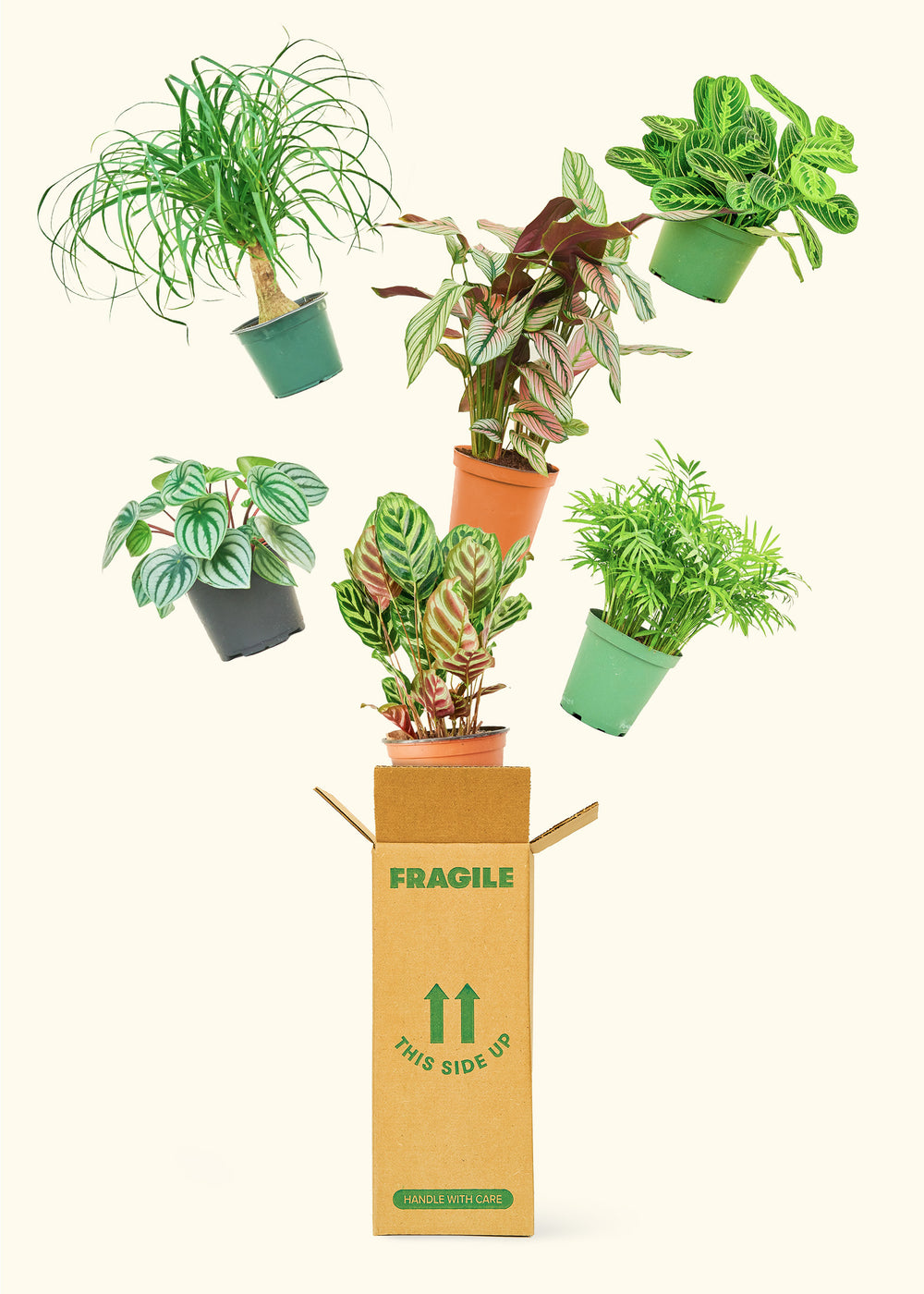 Medium 6 month Mystery Jungle Subscription Box Subscription Rooted 