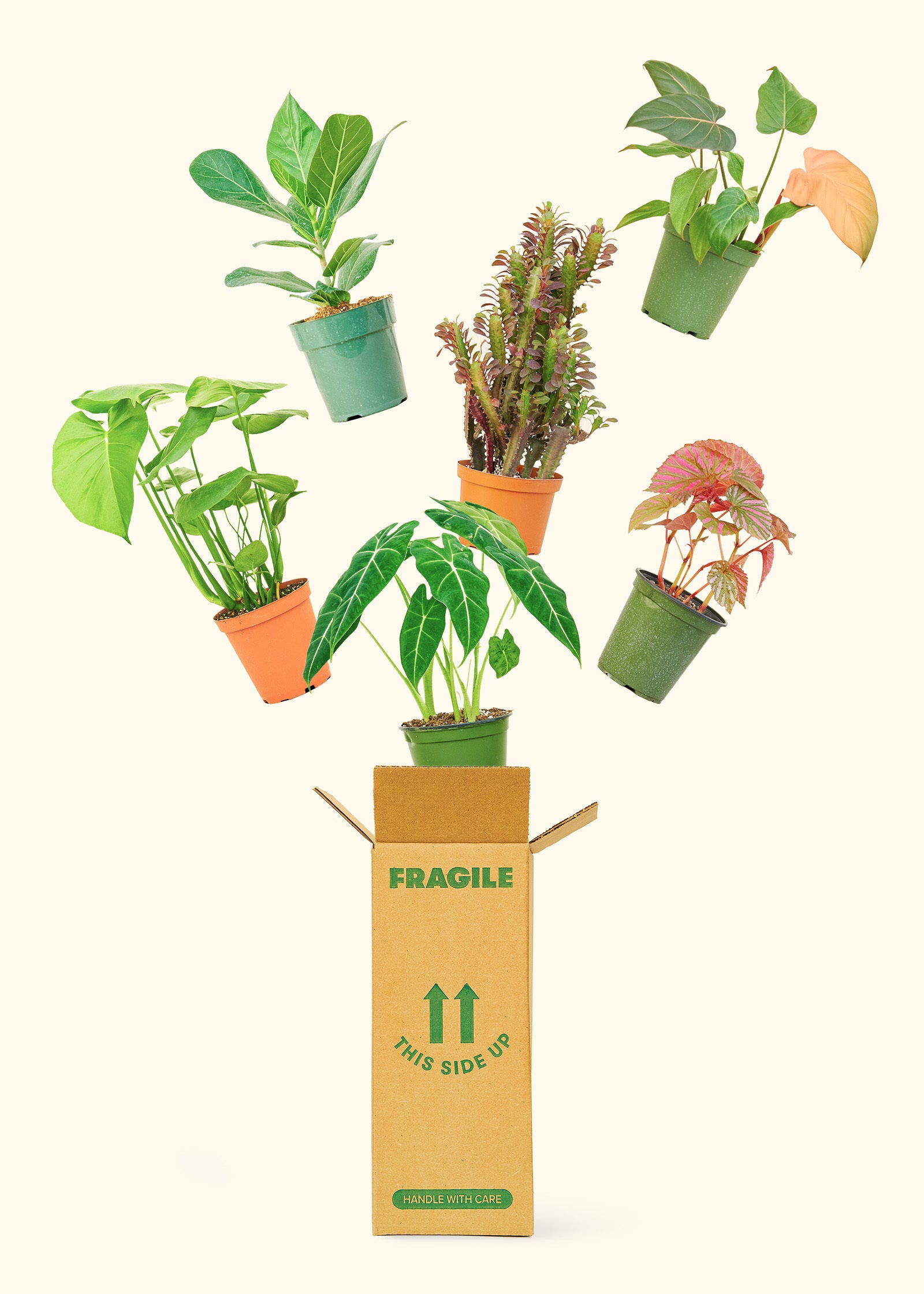 Medium 3 month Mystery Jungle Subscription Box Subscription Rooted 