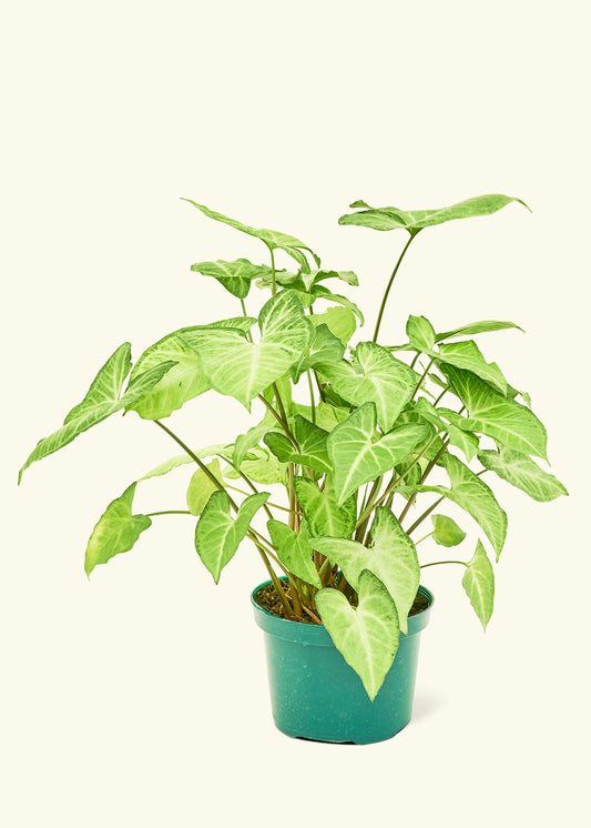 White Arrowhead Plant in a 6 inches grow pot