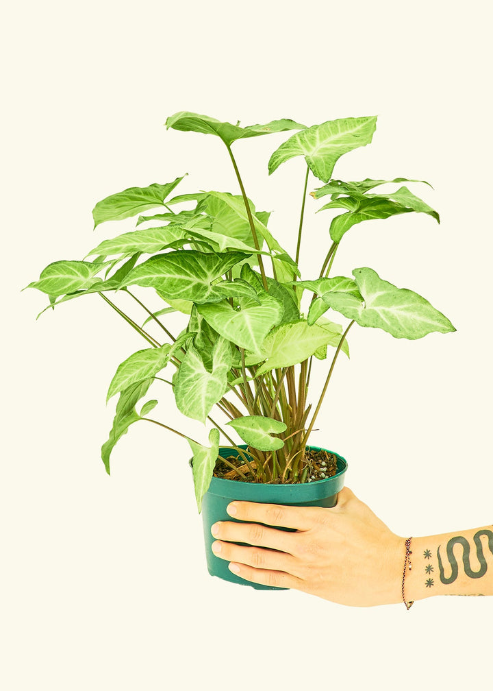 White Arrowhead Plant in a 6 inches grow pot