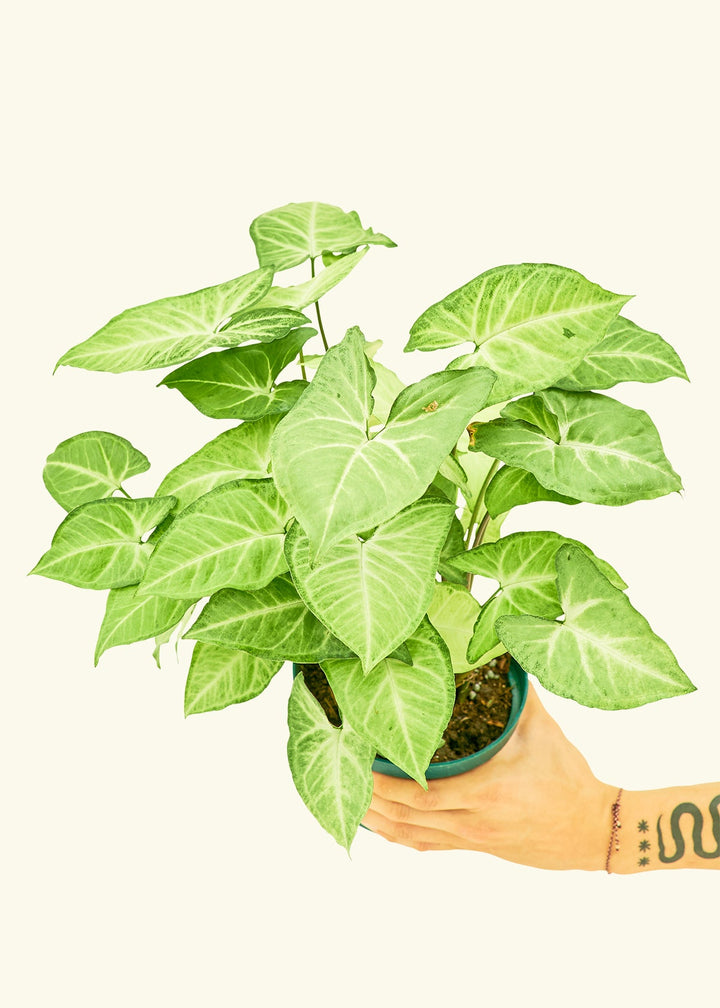 White Arrowhead Plant in a 6 inches grow pot