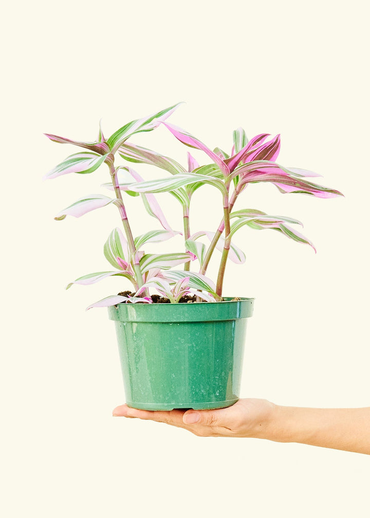 Tradescantia Nanouk in a 6 inches grow pot