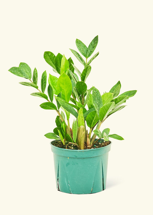 ZZ Plant in a 6 inches grow pot
