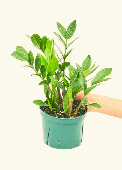 ZZ Plant in a 6 inches grow pot