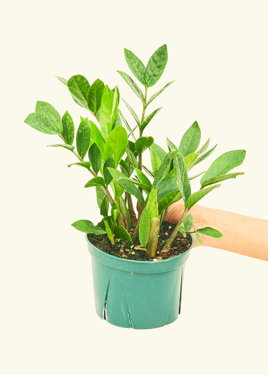 ZZ Plant in a 6 inches grow pot