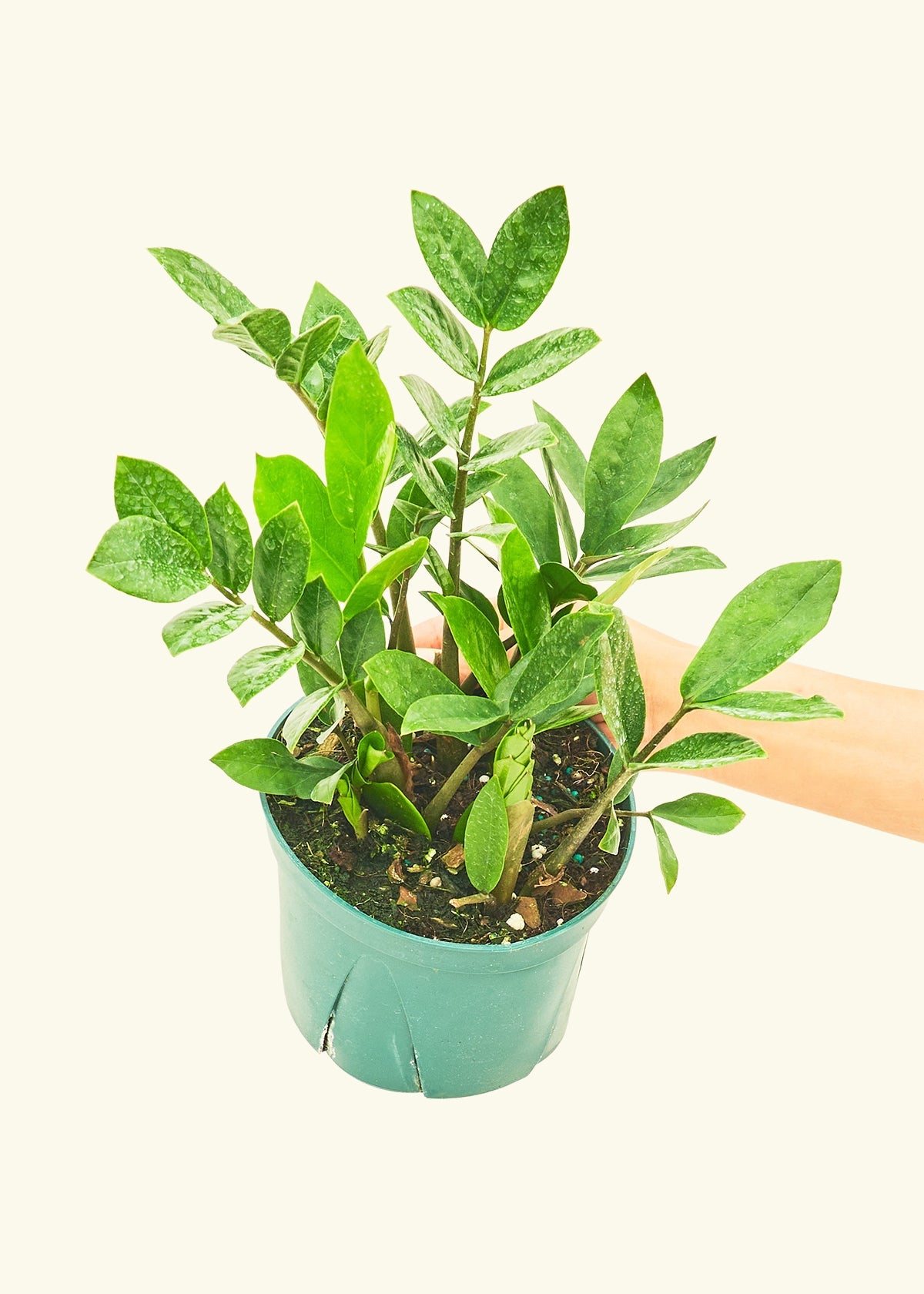 ZZ Plant in a 6 inches grow pot