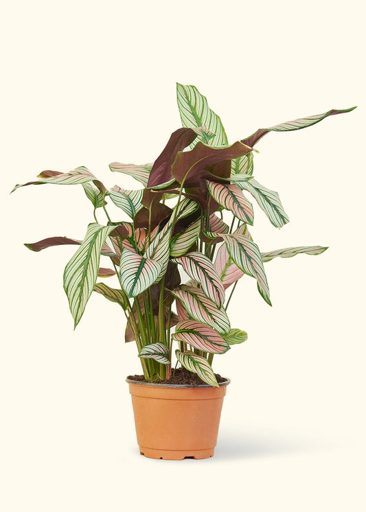 Calathea White Star in a 6 inches grow pot
