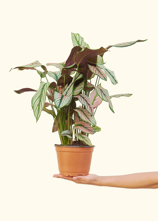 Calathea White Star in a 6 inches grow pot
