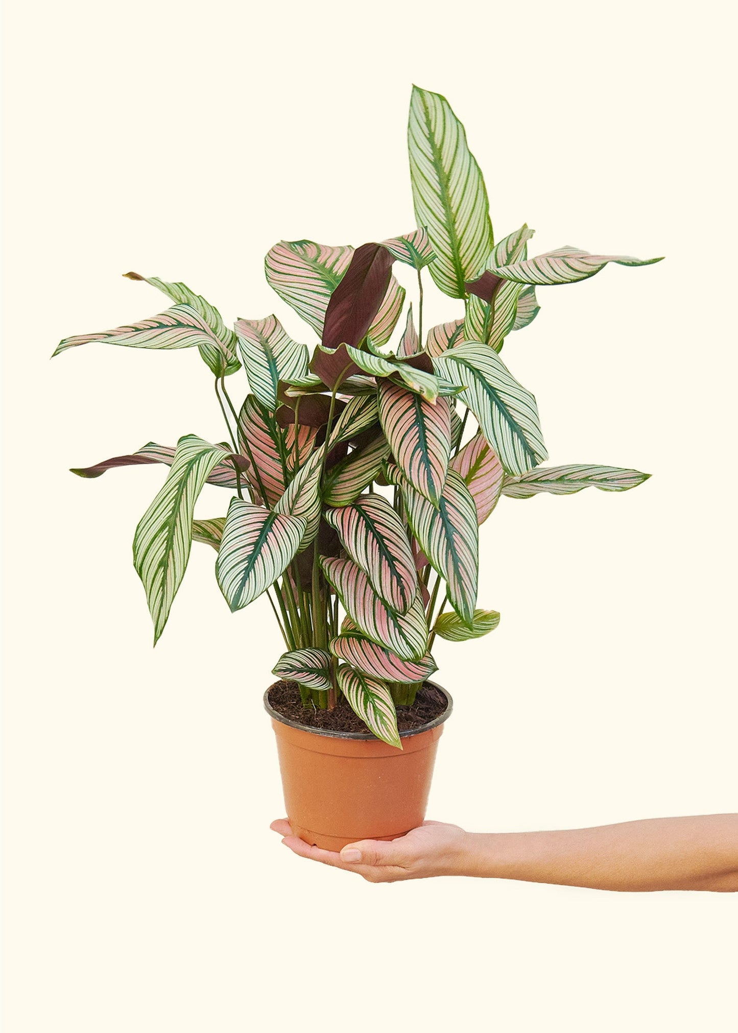 Calathea White Star in a 6 inches grow pot