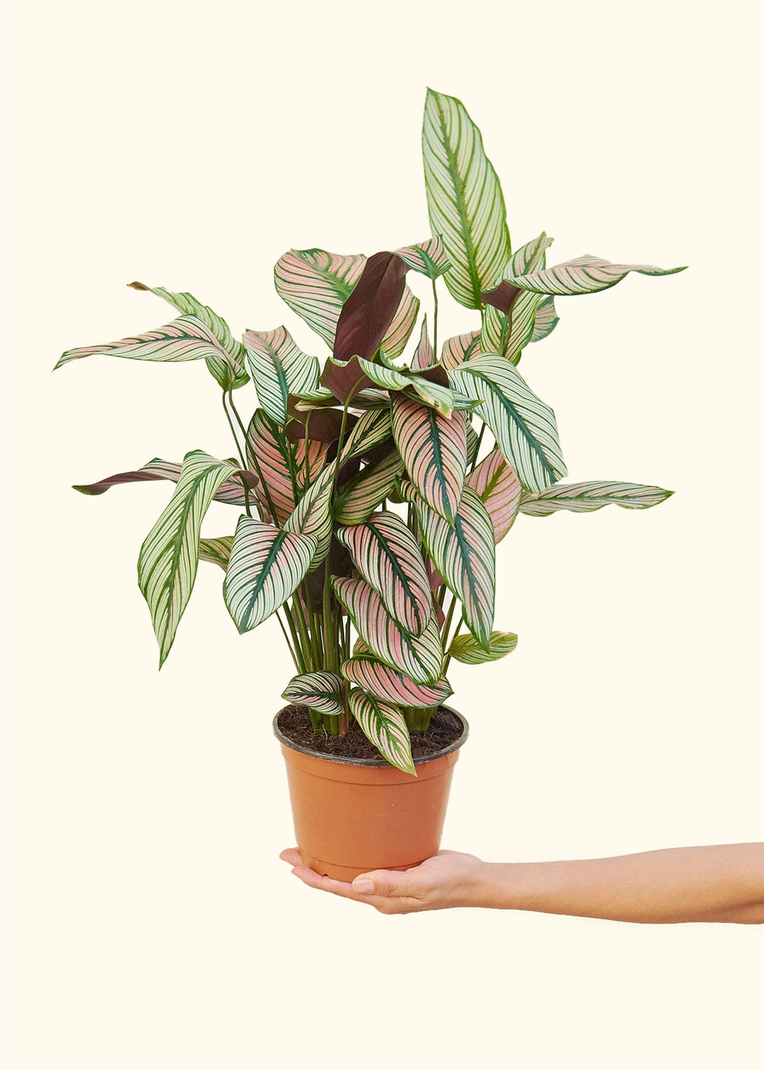Calathea White Star in a 6 inches grow pot