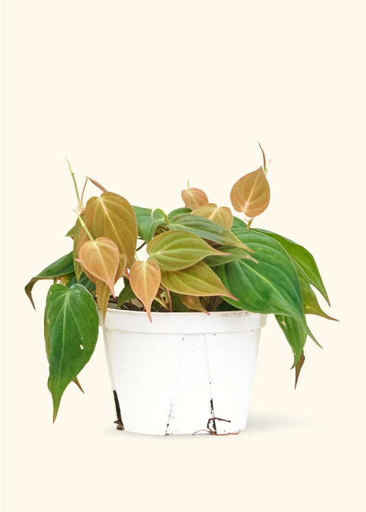 Velvet Leaf Philodendron in a 6 inches grow pot