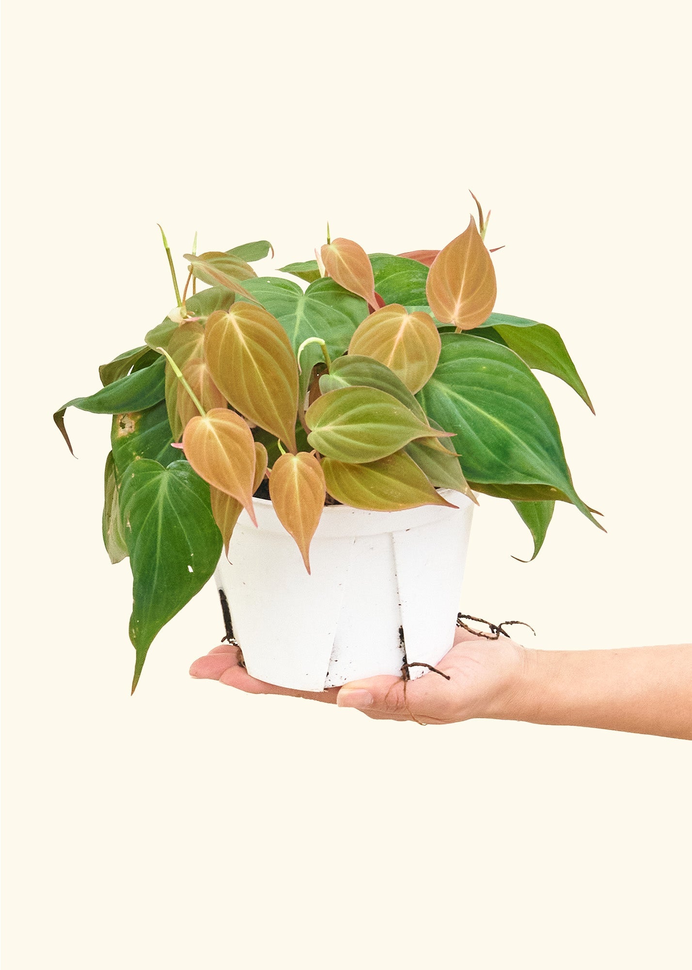 Velvet Leaf Philodendron in a 6 inches grow pot