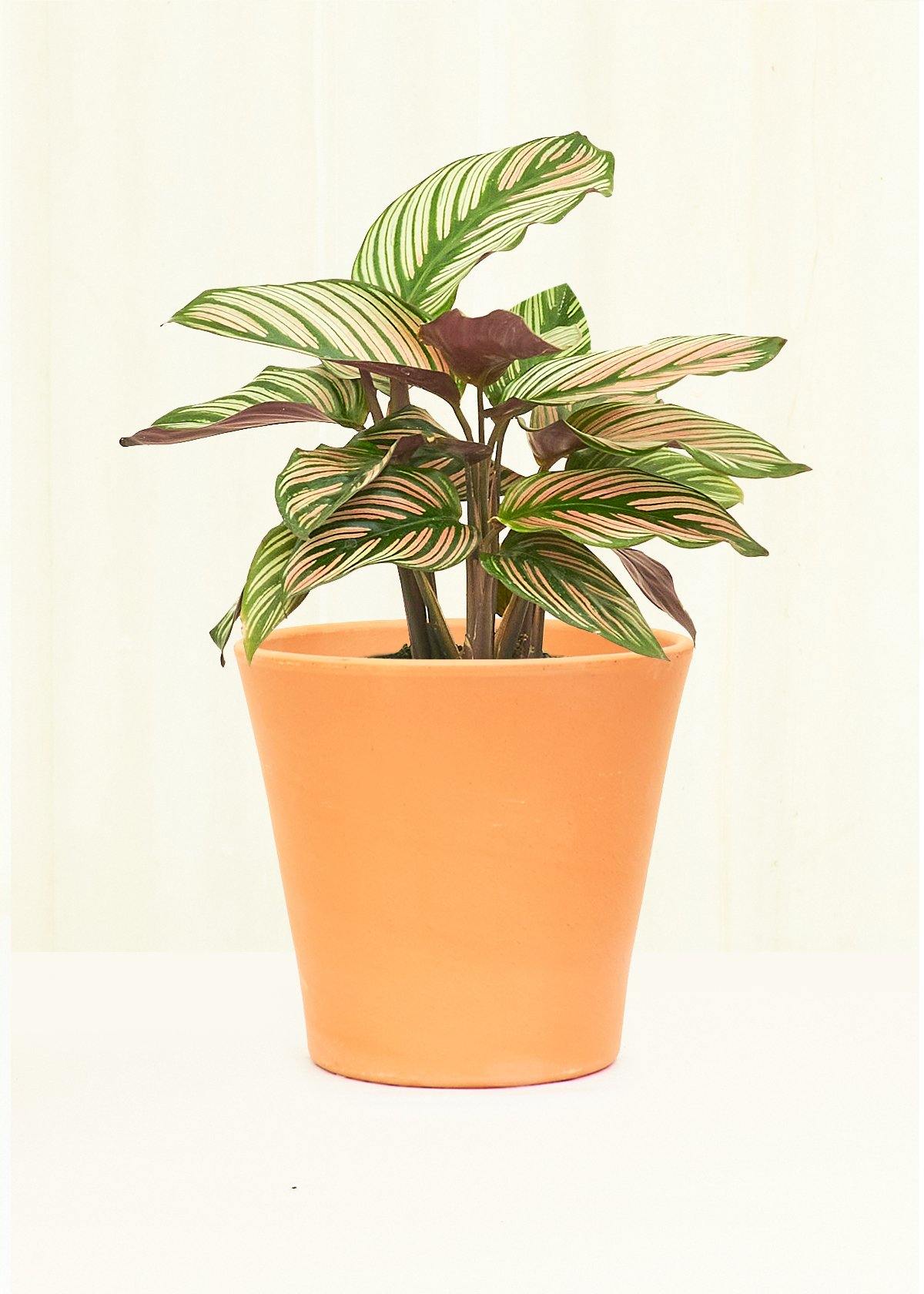 Medium Terracotta Cabo Smooth Clay Planter Planter Deroma