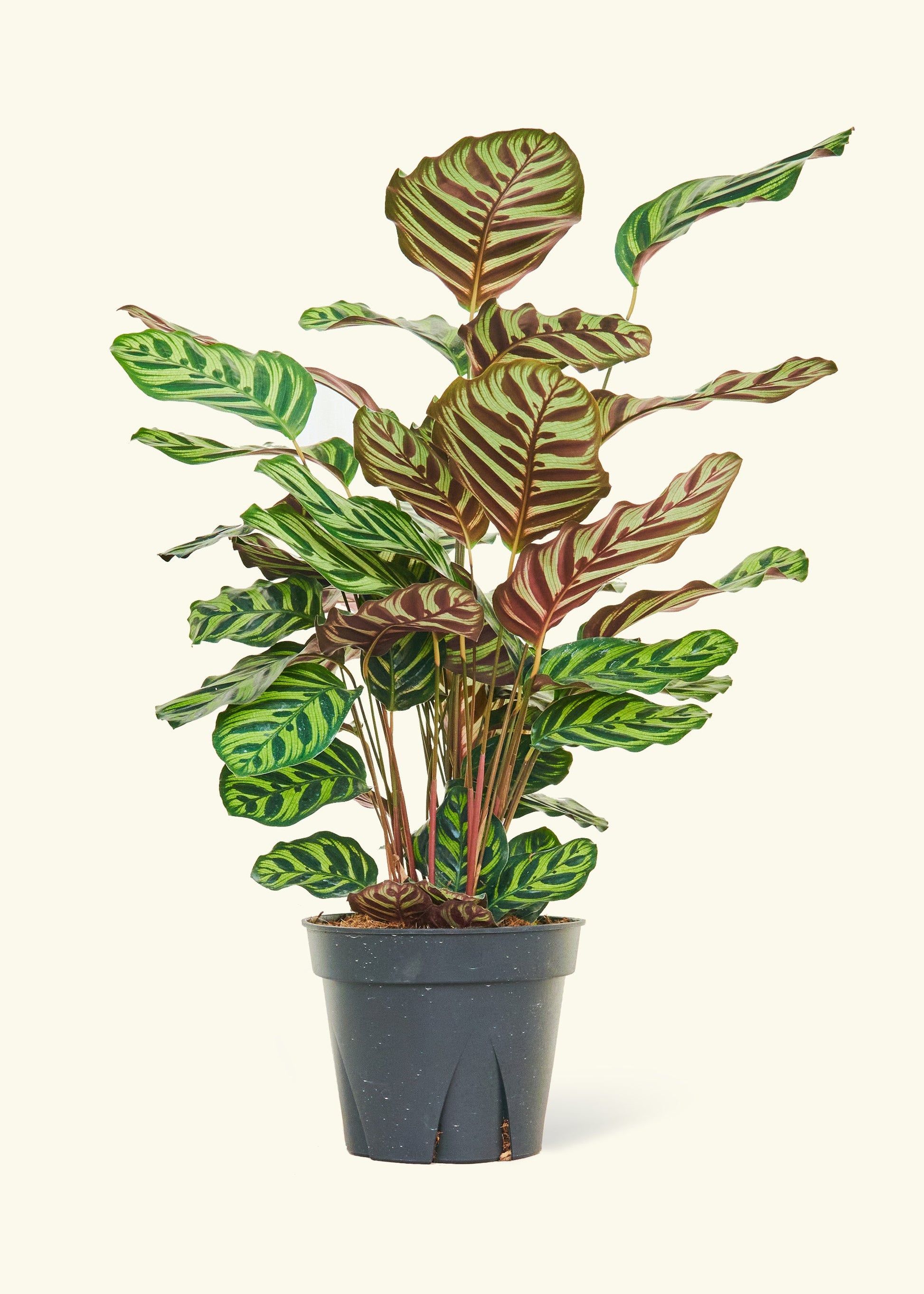 peacock plant indoor Peacock Plant – Hey Rooted