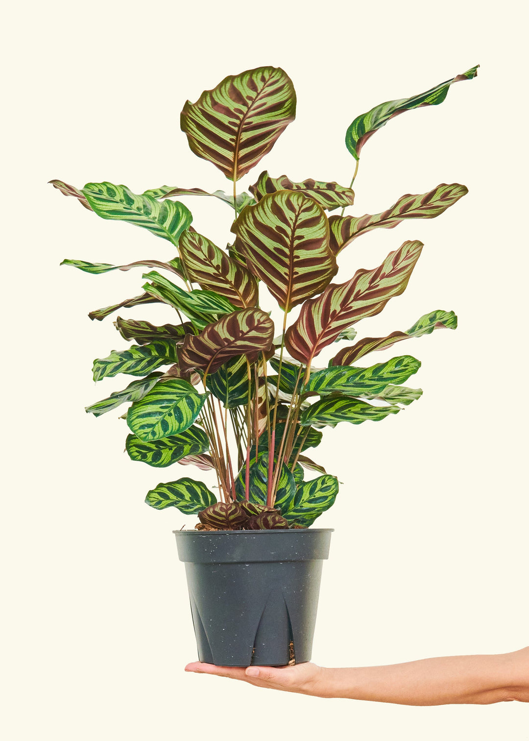 Peacock Plant in a 8 inches grow pot
