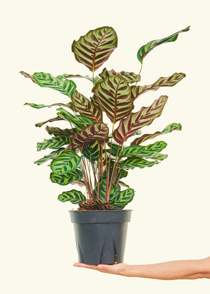 Peacock Plant in a 8 inches grow pot