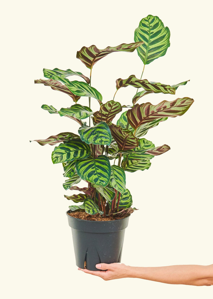Peacock Plant in a 8 inches grow pot