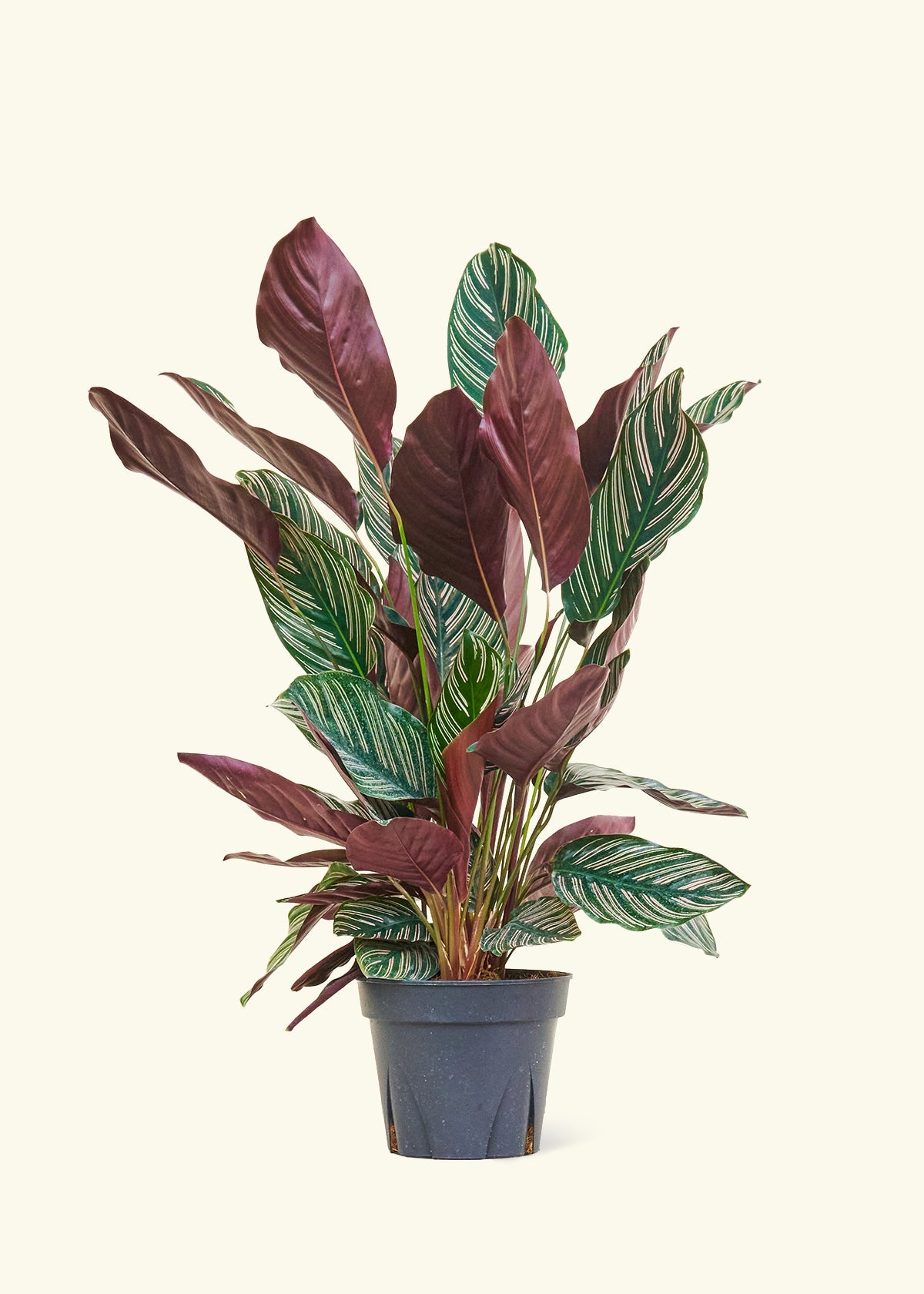 calathea ornata pinstripe prayer plant Calathea Pinstripe
