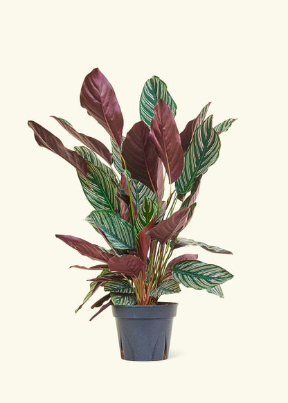 Calathea Pinstripe in a 8 inches grow pot