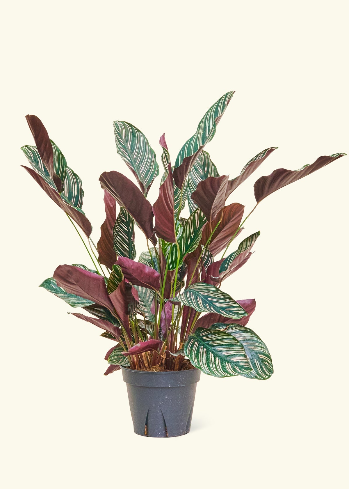 Calathea Pinstripe in a 8 inches grow pot