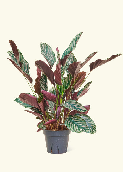 Calathea Pinstripe in a 8 inches grow pot