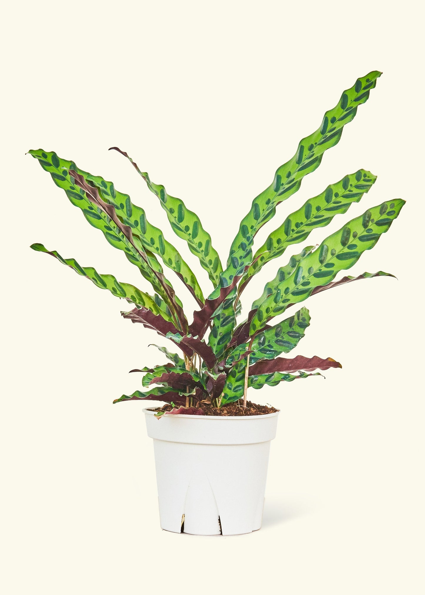 Calathea Rattlesnake in a 8 inches grow pot