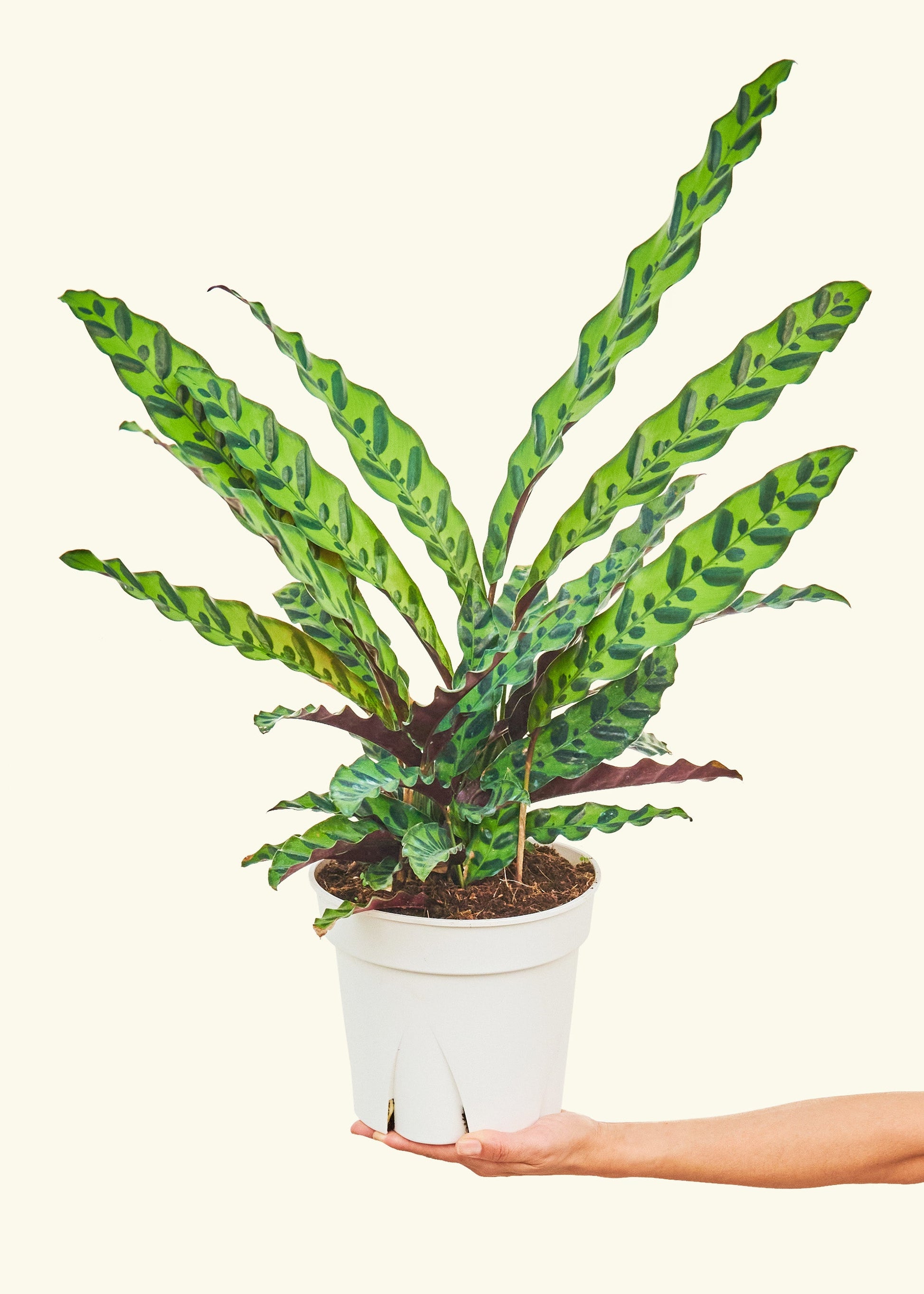 rattlesnake plant pot size Calathea Rattlesnake – Hey Rooted