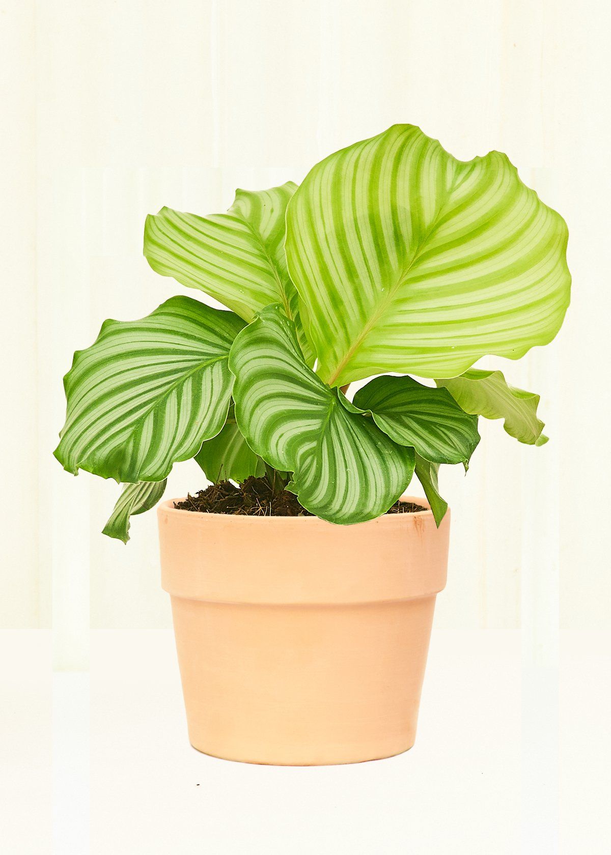 Medium Terracotta Perfetto Cache Pot Planter Deroma Blush 