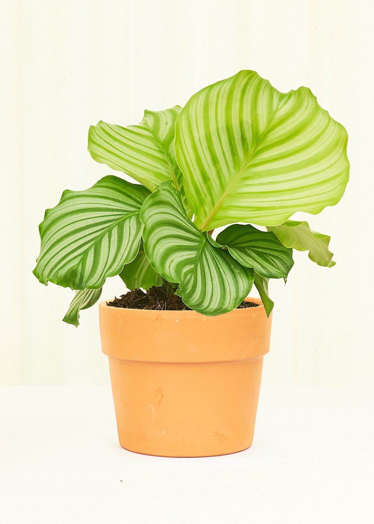 Small Terracotta Perfetto Cache Pot Planter Deroma 