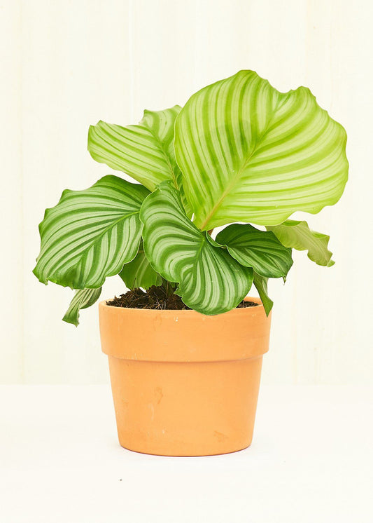 Small Terracotta Perfetto Cache Pot Planter Deroma 