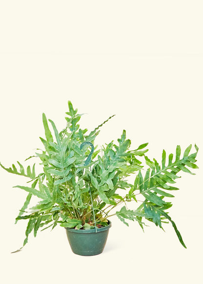 Blue Star Fern in a 8 inches grow pot